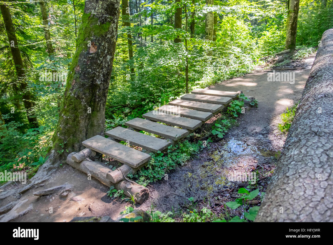 Ein Kiefernwald am sonnigen Sommertag Stockfoto