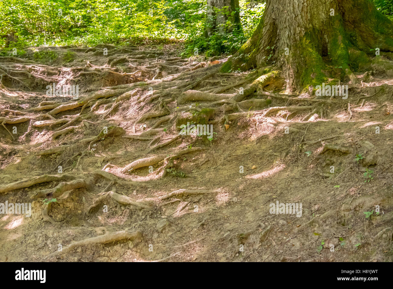Ein Kiefernwald am sonnigen Sommertag Stockfoto