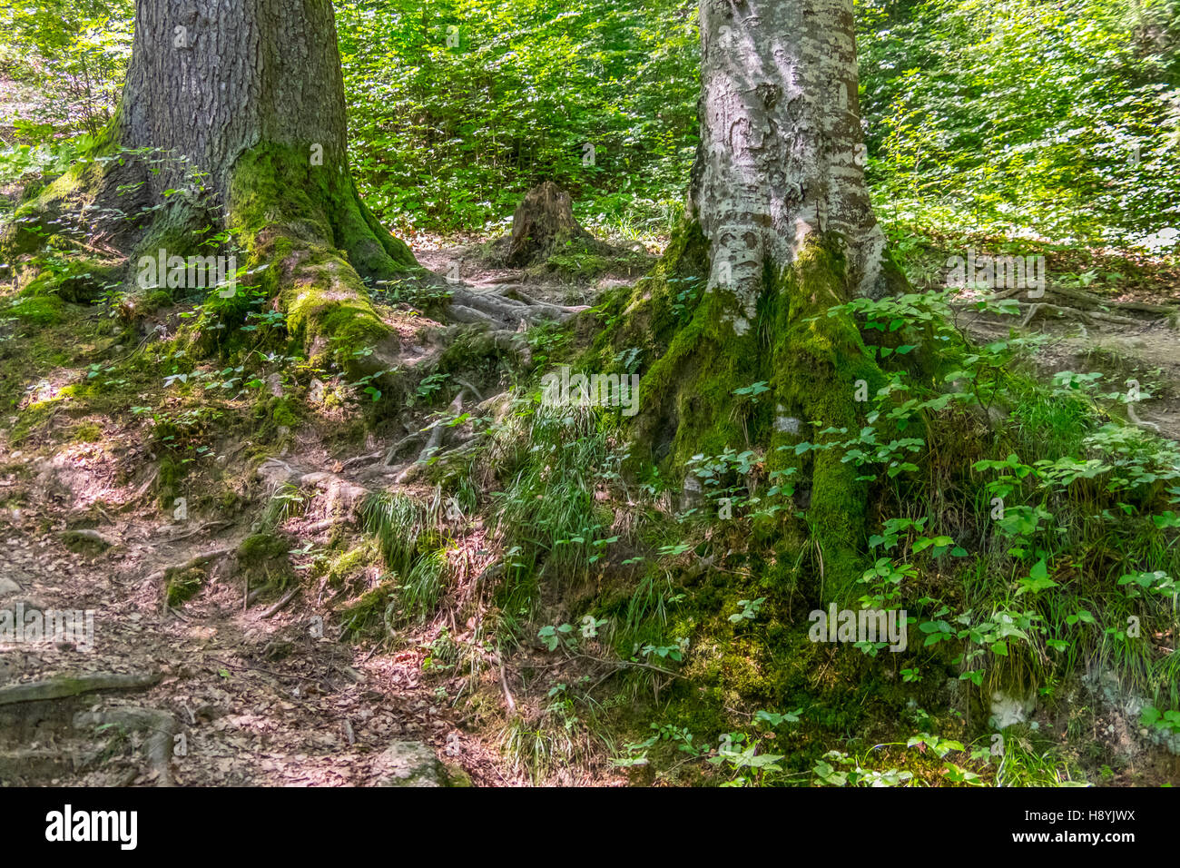Ein Kiefernwald am sonnigen Sommertag Stockfoto