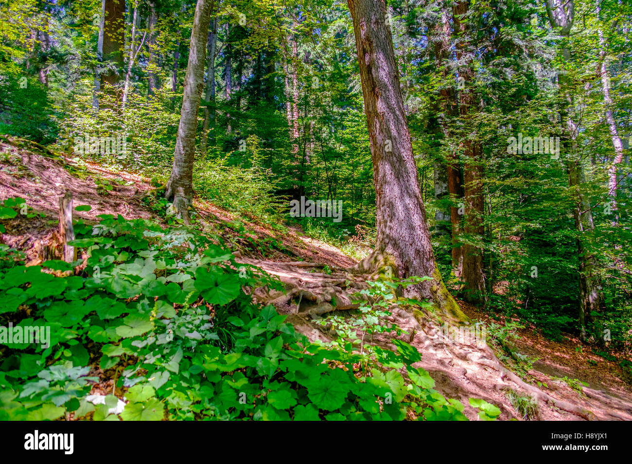 Ein Kiefernwald am sonnigen Sommertag Stockfoto