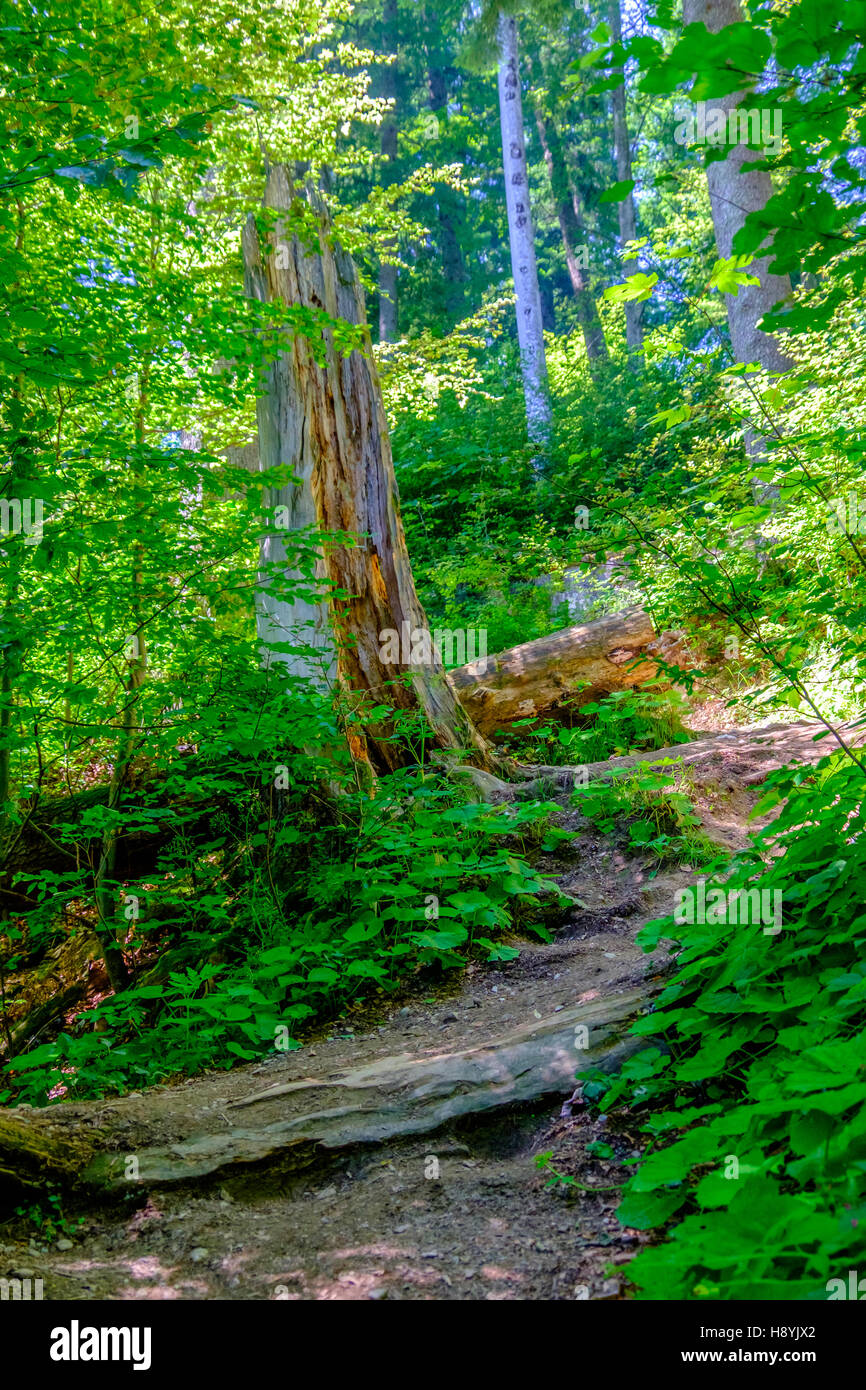 Ein Kiefernwald am sonnigen Sommertag Stockfoto