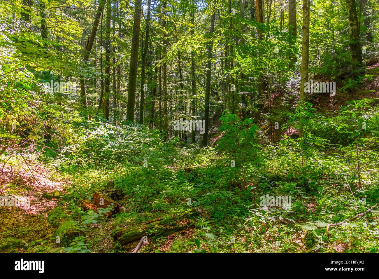 Ein Kiefernwald am sonnigen Sommertag Stockfoto