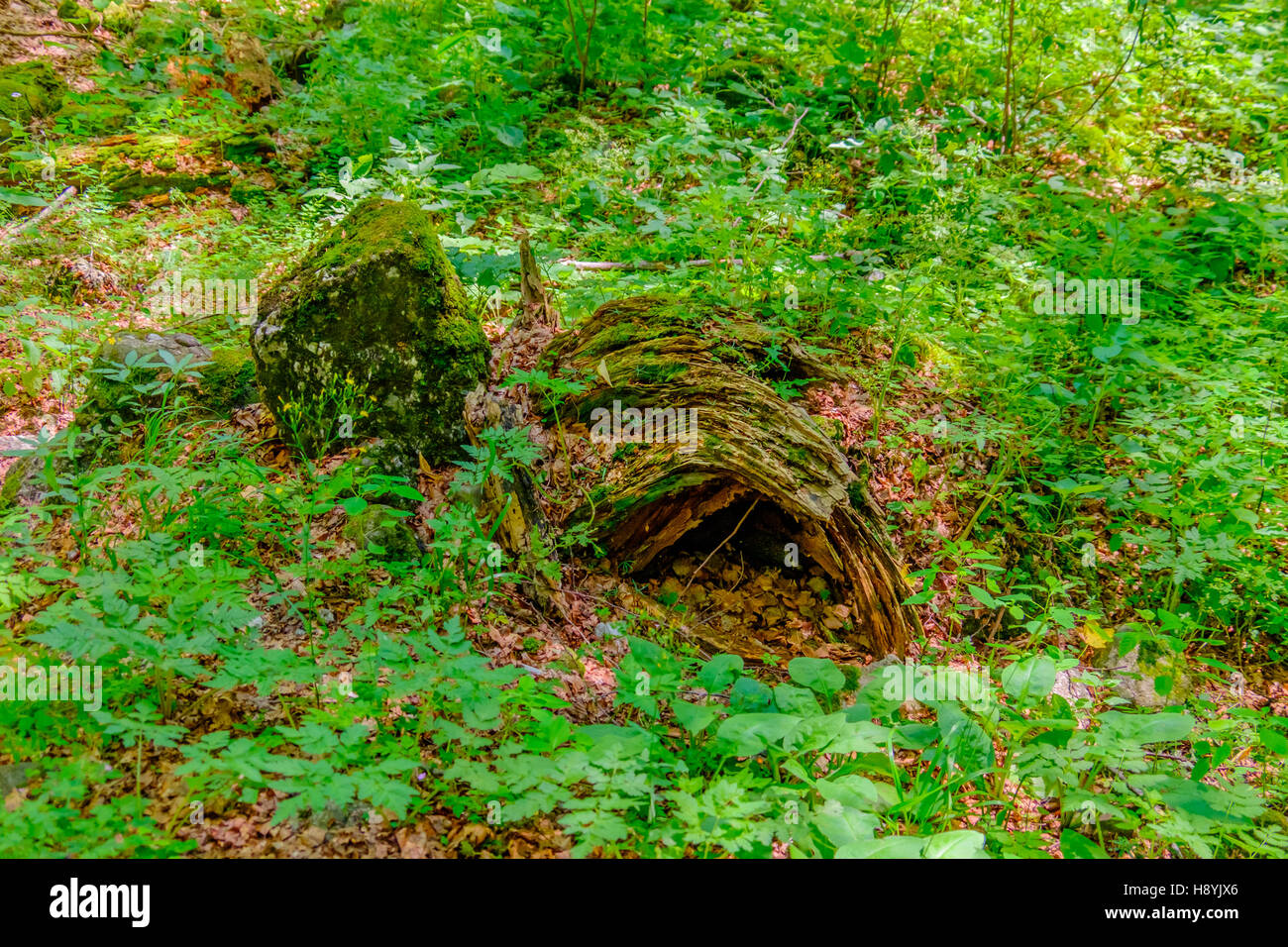 Ein Kiefernwald am sonnigen Sommertag Stockfoto