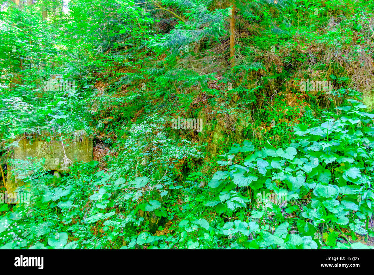 Ein Kiefernwald am sonnigen Sommertag Stockfoto