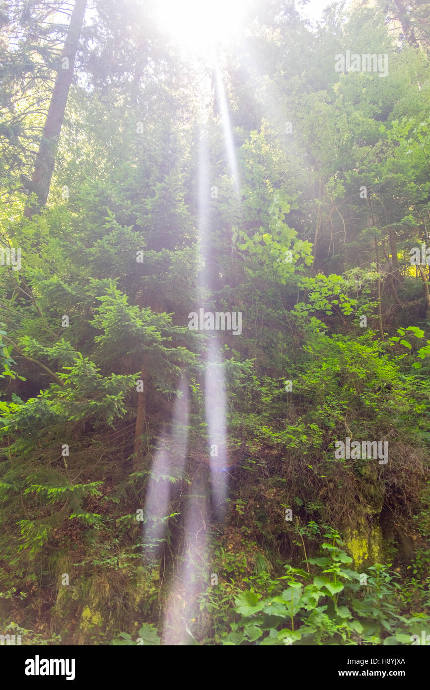 Ein Kiefernwald am sonnigen Sommertag Stockfoto