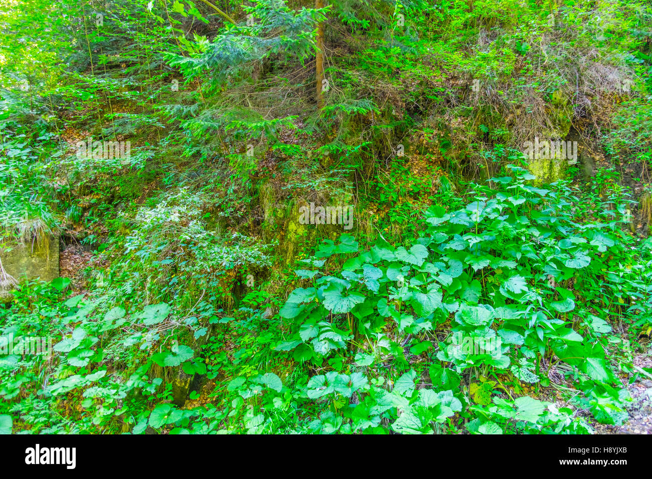 Ein Kiefernwald am sonnigen Sommertag Stockfoto