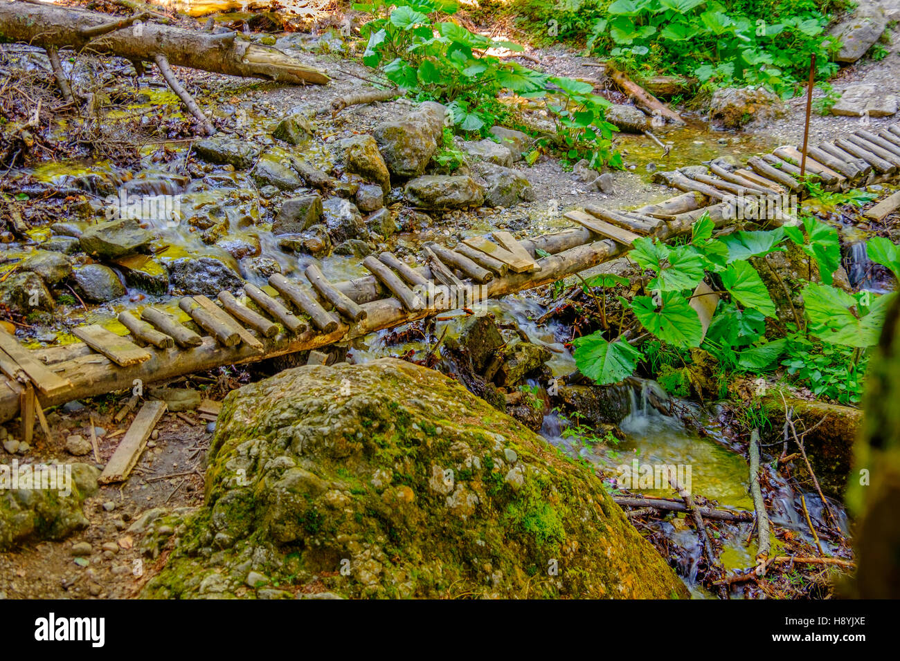 Ein Kiefernwald am sonnigen Sommertag Stockfoto