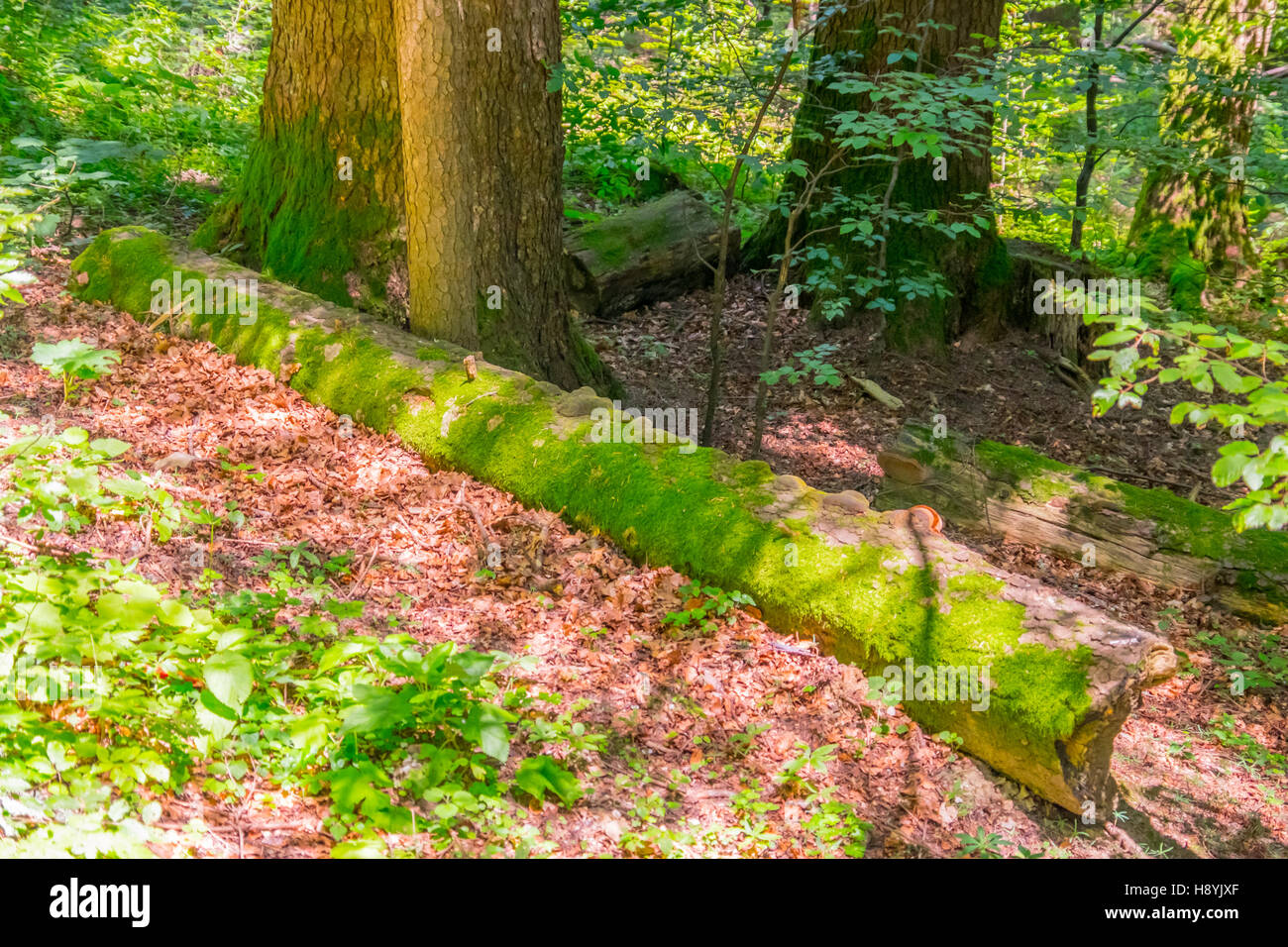 Ein Kiefernwald am sonnigen Sommertag Stockfoto