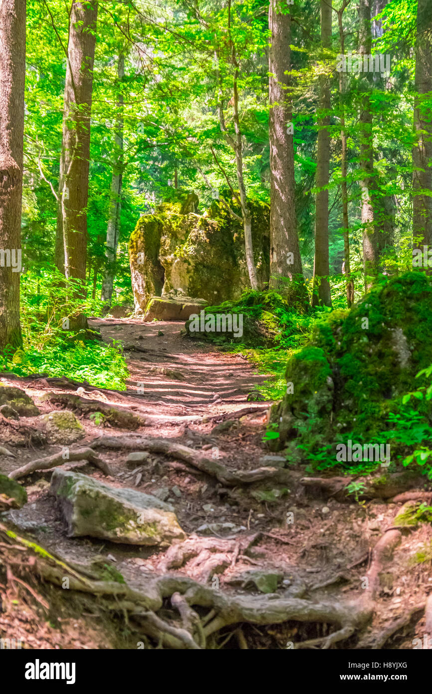 Ein Kiefernwald am sonnigen Sommertag Stockfoto
