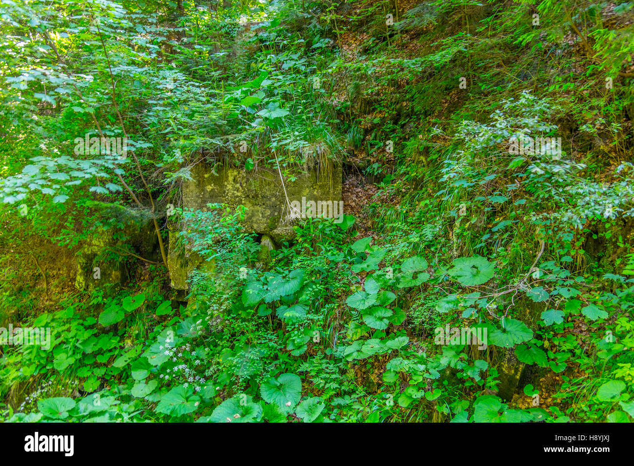 Ein Kiefernwald am sonnigen Sommertag Stockfoto