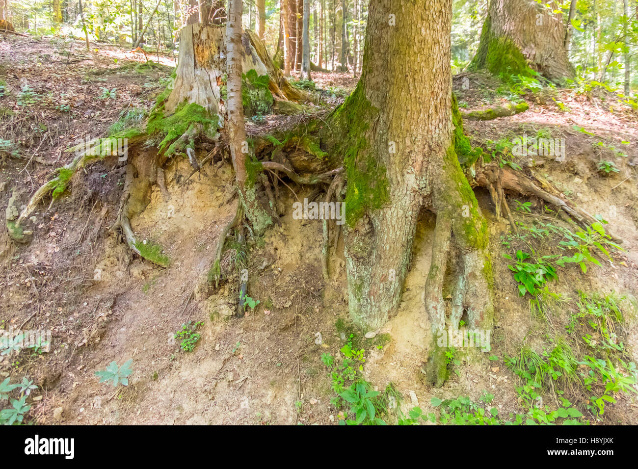 Ein Kiefernwald am sonnigen Sommertag Stockfoto