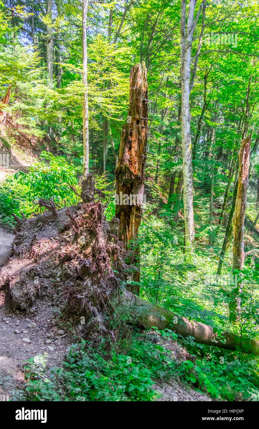 Ein Kiefernwald am sonnigen Sommertag Stockfoto