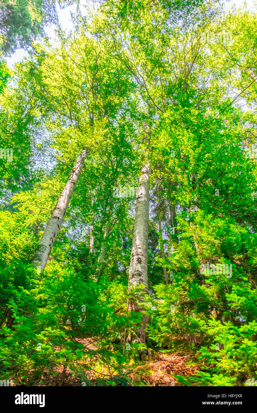 Ein Kiefernwald am sonnigen Sommertag Stockfoto
