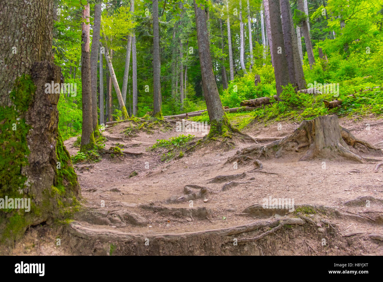 Ein Kiefernwald am sonnigen Sommertag Stockfoto