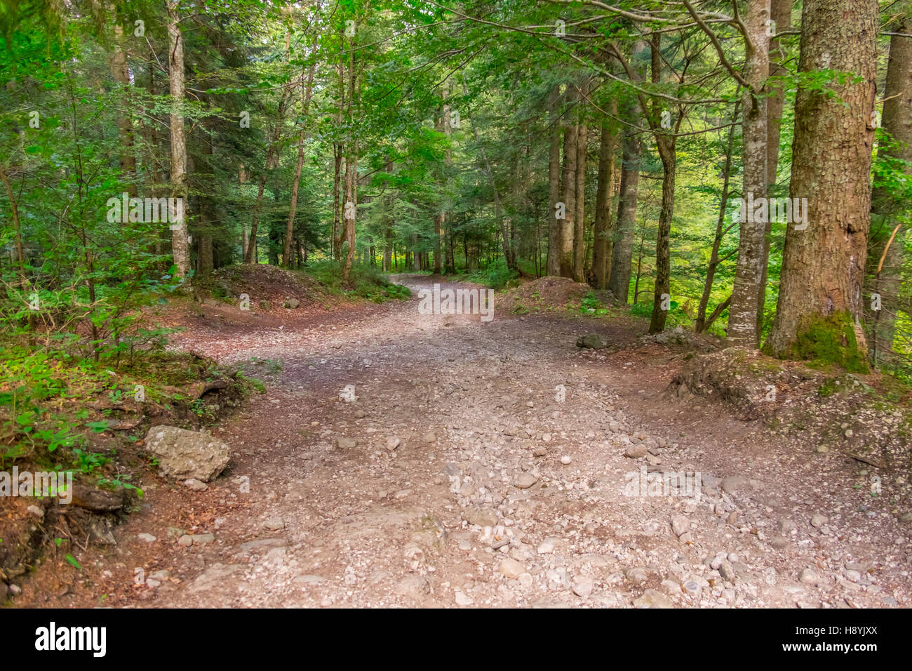 Ein Kiefernwald am sonnigen Sommertag Stockfoto