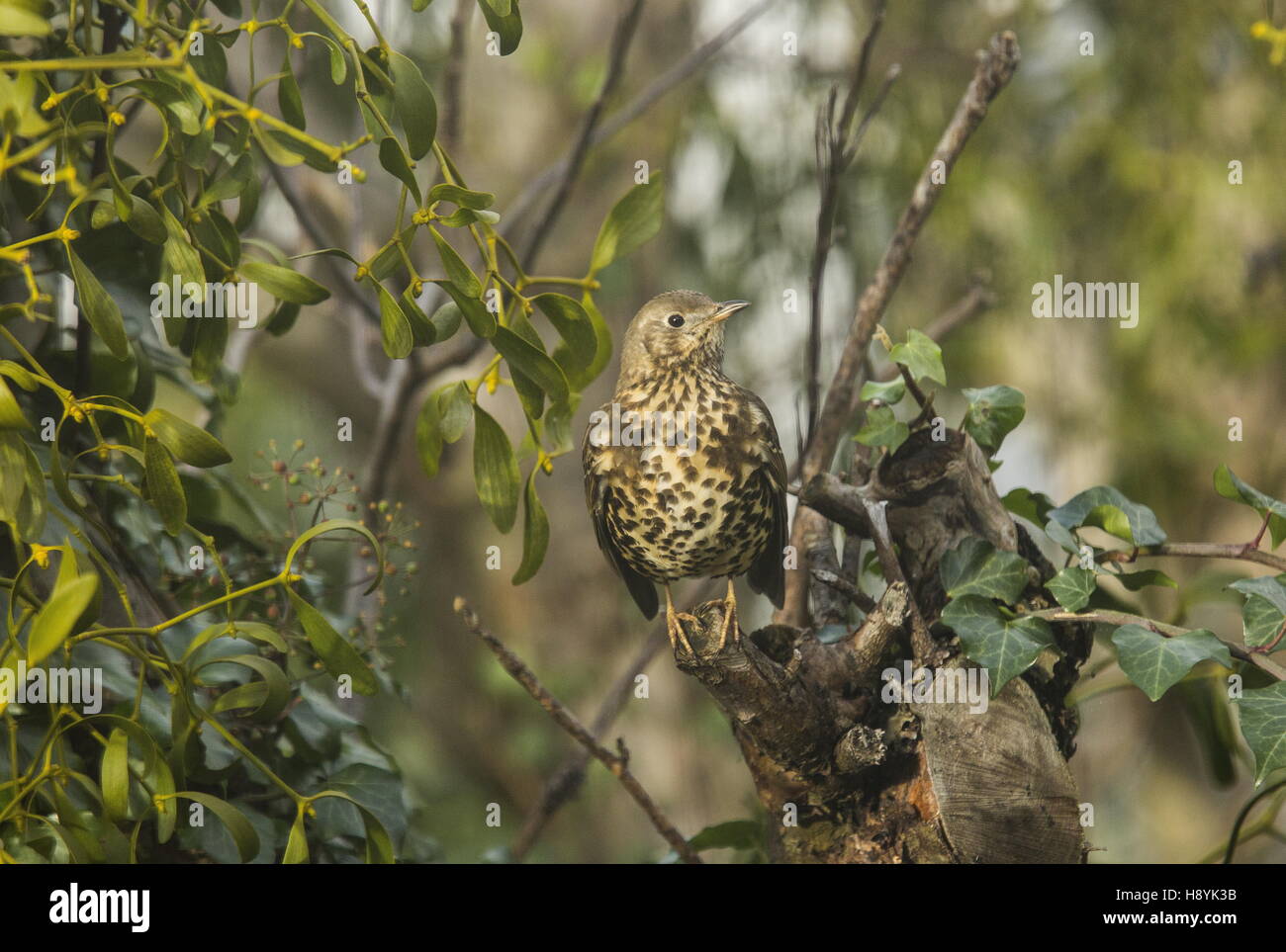 Misteldrossel Thrush, thront Turdus Viscivorus unter Mistel Klumpen im Apfelbaum. Stockfoto