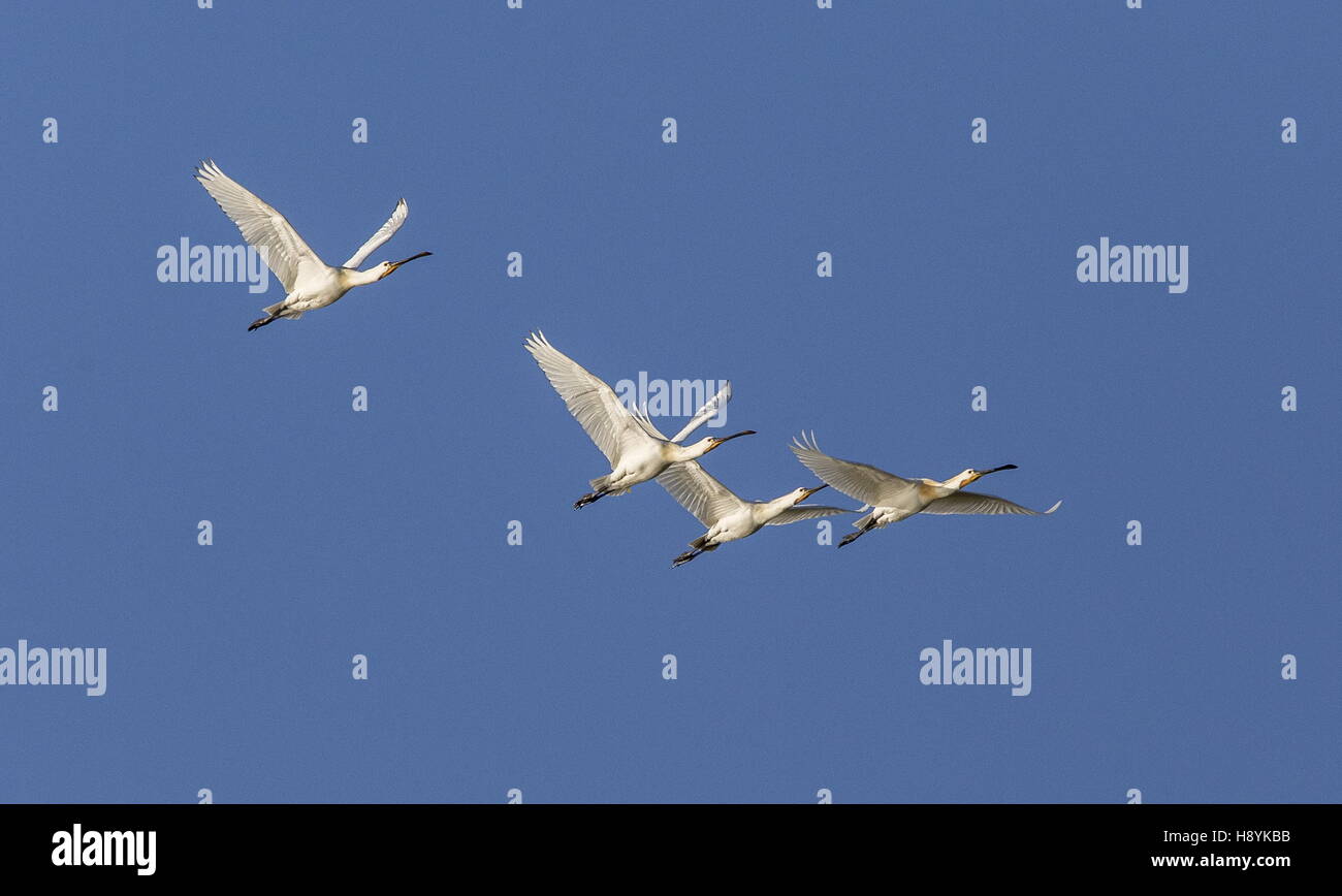 Europäische Löffler, Platalea Leucorodia, während des Fluges, Spätwinter. Coto Donana, Südwest-Spanien. Stockfoto