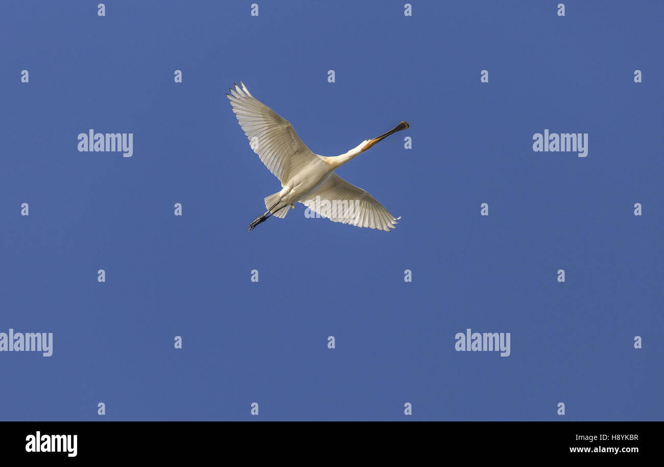 Europäische Löffler, Platalea Leucorodia, während des Fluges, Spätwinter. Coto Donana, Südwest-Spanien. Stockfoto