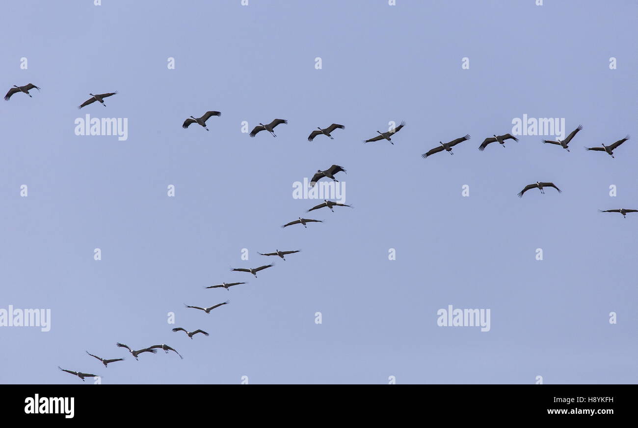 Herde von Kraniche Grus Grus, während des Fluges zu Beginn der nach Norden Frühjahrswanderung. SW-Spanien. Stockfoto