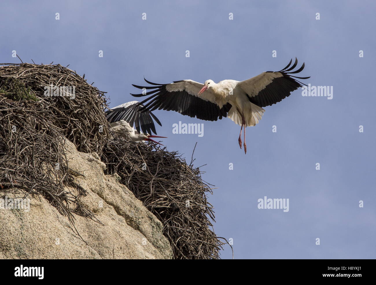 Weißstorch, Ciconia Ciconia kommen, um am Nest auf Granitblock in Los Barruecos Naturdenkmal, Extremadura, Westen landen Stockfoto