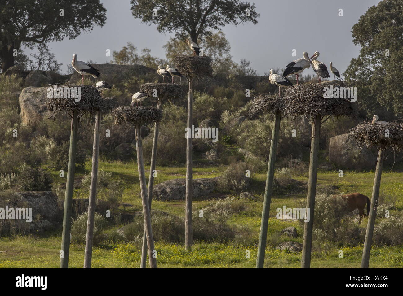 Weißstorch brütet auf Pfählen am West Los Barruecos Naturdenkmal, Extremadura, Spanien. Stockfoto