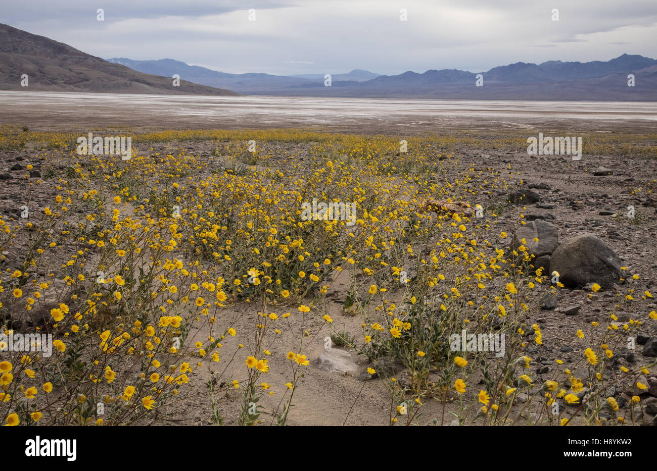Wüste Sonnenblumen- oder Wüste gold, Geraea Canescens, in Blüte massenhaft im Death Valley, März 2016. Kalifornien. Stockfoto