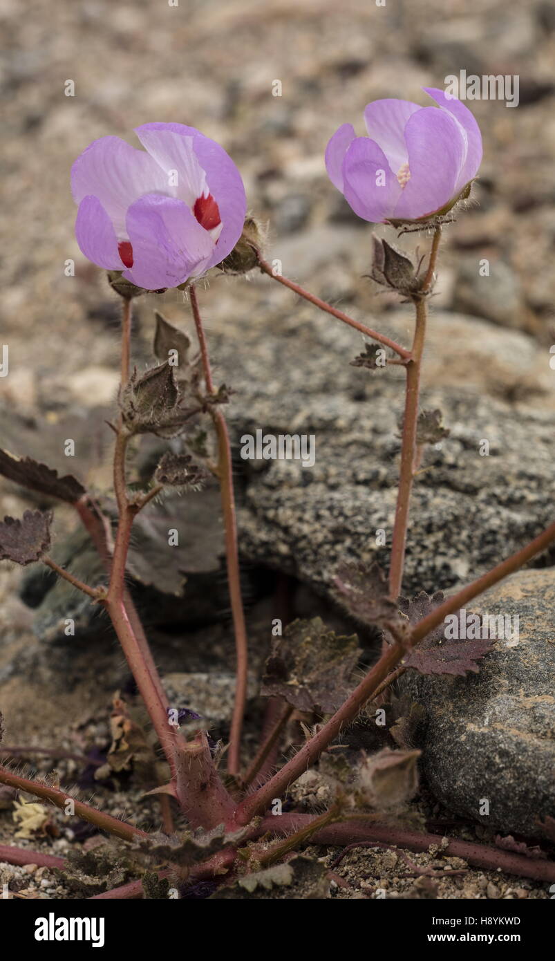 Wüste fünf-Spot, Eremalche Rotundifolia in Blüte; Death Valley, Kalifornien. Stockfoto