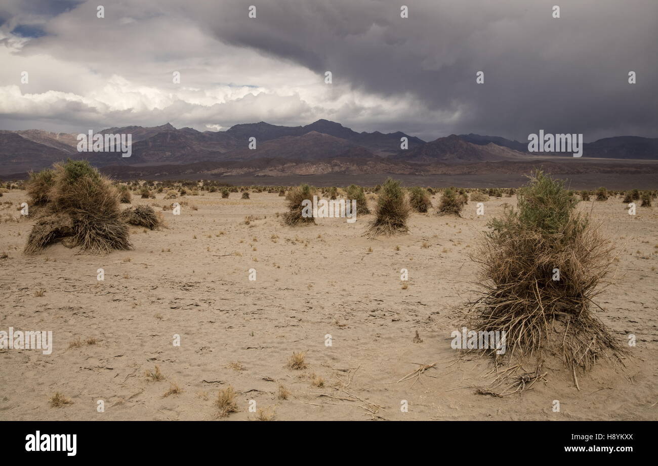Des Teufels Kornfeld, Death Valley - Sandwüste mit Klumpen von Pfeil-Weed, Kalifornien. Stockfoto