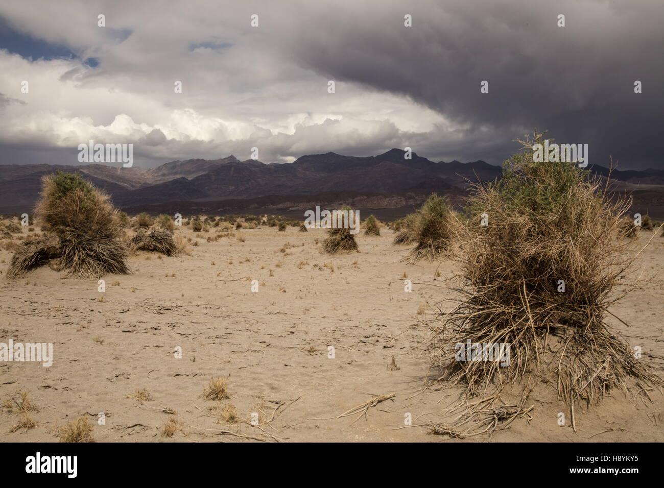 Des Teufels Kornfeld, Death Valley - Sandwüste mit Klumpen von Pfeil-Weed, Kalifornien. Stockfoto