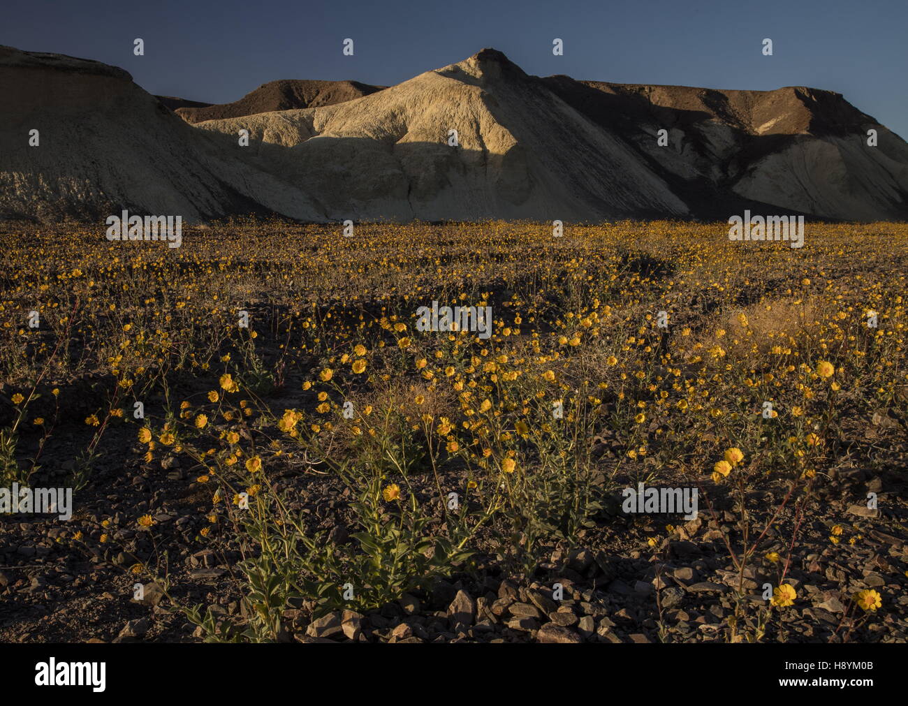 Wüste Sonnenblumen- oder Wüste gold, Geraea Canescens, in Blüte massenhaft im Death Valley, März 2016. Kalifornien. Stockfoto