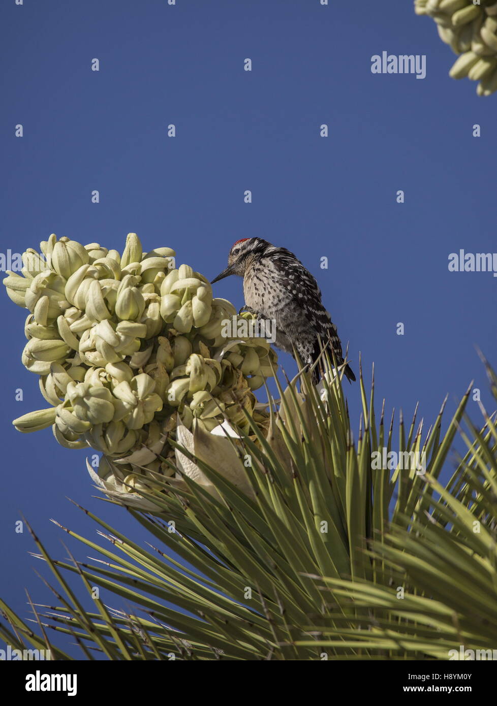 Ladder-Backed Specht, Picoides Scalaris, Fütterung auf Joshua Baum in Blüte, Mojave-Wüste in Kalifornien. Stockfoto