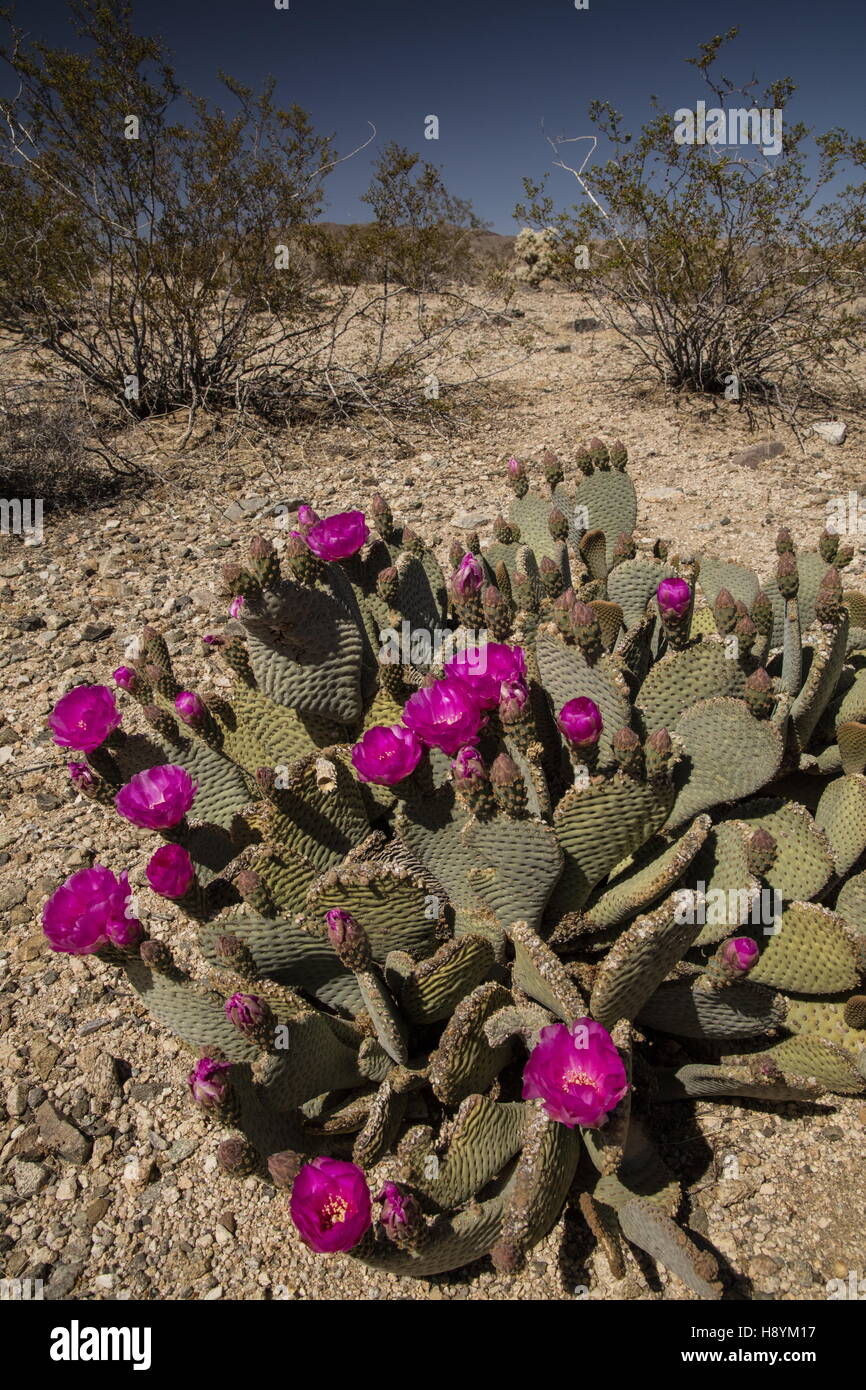 Beavertail Kaktus, Opuntia Basilaris in Blüte in der kalifornischen Wüste. Stockfoto