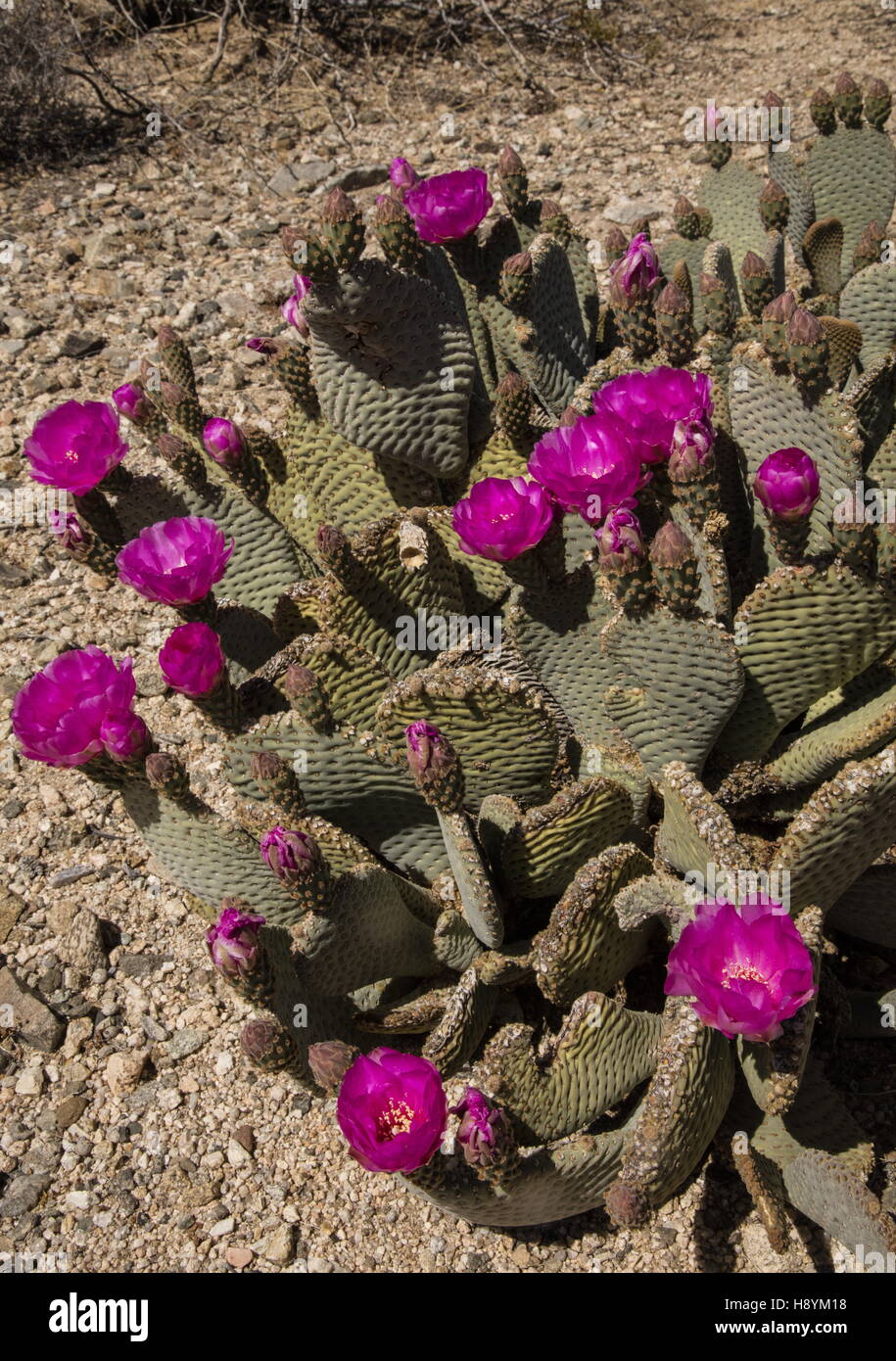 Beavertail Kaktus, Opuntia Basilaris in Blüte in der kalifornischen Wüste. Stockfoto