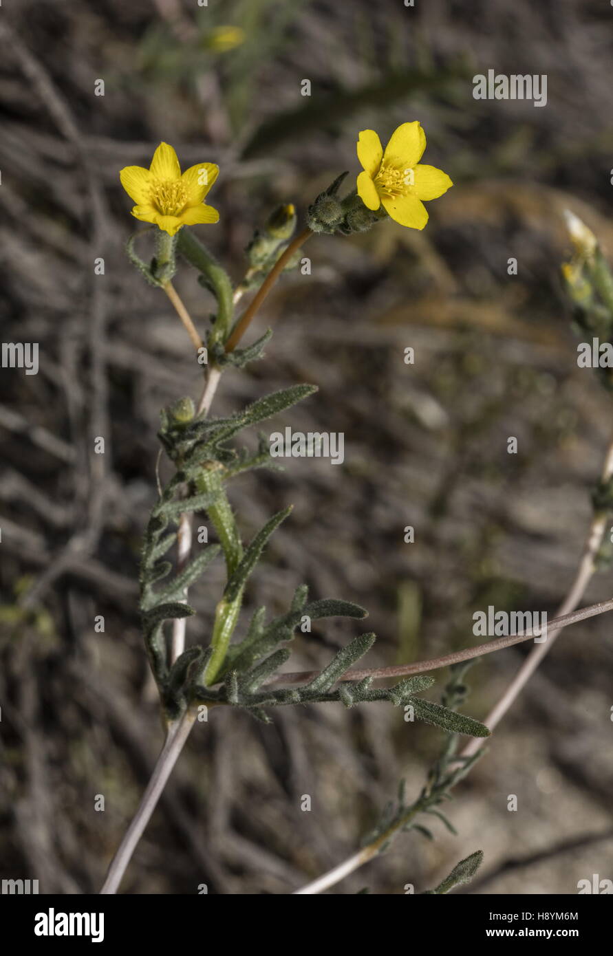 Whitestem Blazingstar, Mentzelia Albicaulis in Blume im Anza-Borrego, Sonora-Wüste in Kalifornien. Stockfoto
