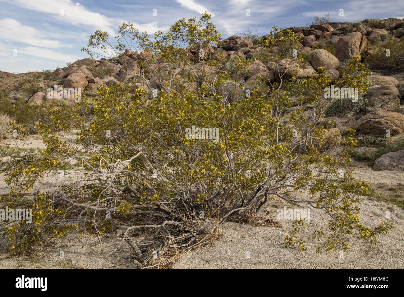 Kreosotbusch, Larrea Tridentata in Blüte in der kalifornischen Wüste. Anza-Borrego Desert State Park, Sonora-Wüste in Kalifornien Stockfoto