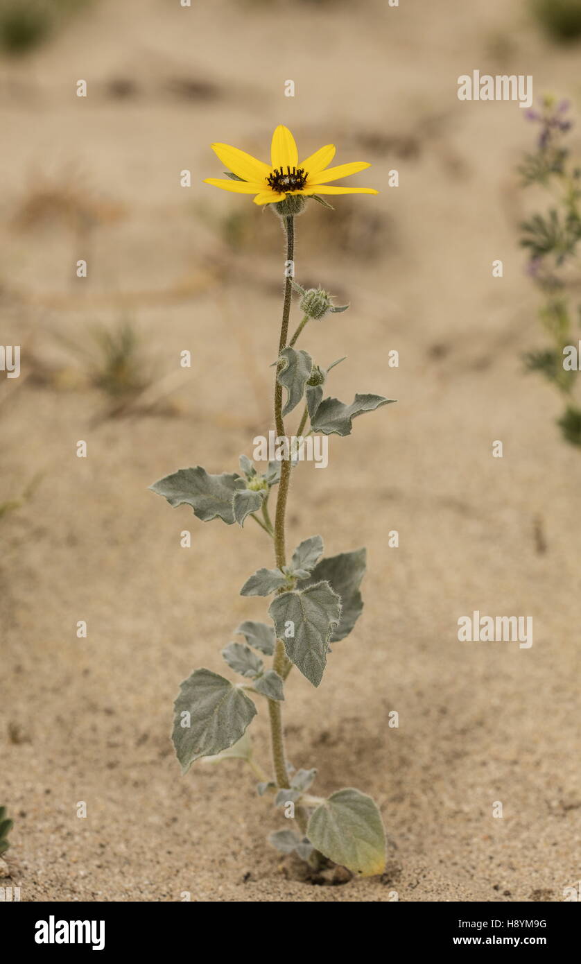 Graue Wüste Sonnenblumen, Helianthus Kletter SSP. Canescens in Blüte in Sandwüste, Anza-Borrego, Kalifornien Stockfoto