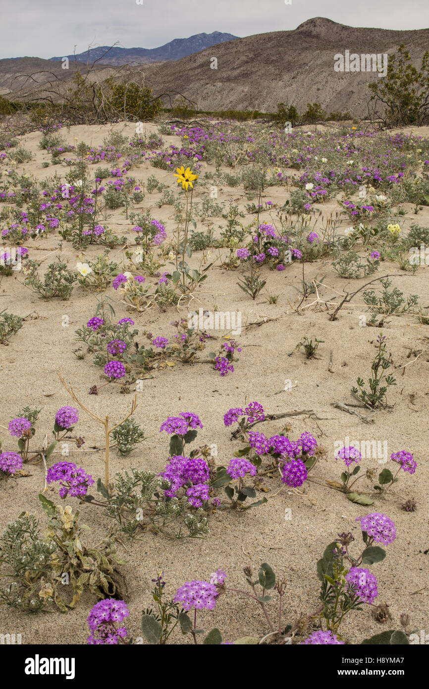 Blumig-Sanddünen mit Sand Eisenkraut, Abronia Villosa und Dune Nachtkerzenöl in der Blume in Anza-Borrego, Sonora-Wüste, Calif Stockfoto