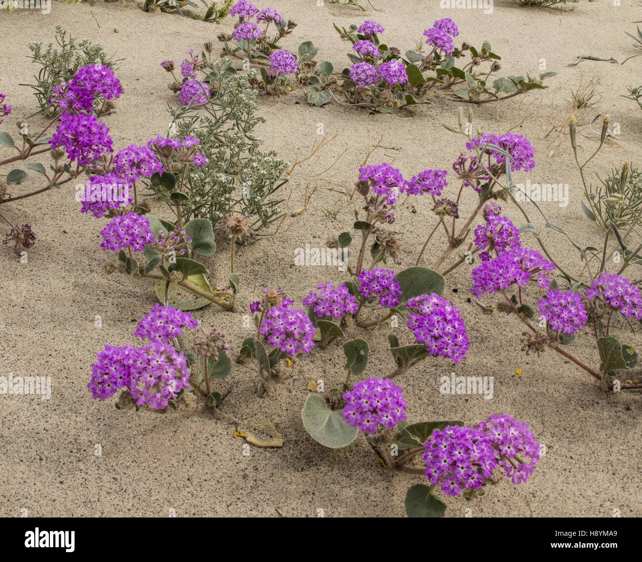 Blumige Sanddünen mit Sand Eisenkraut, Abronia Villosa und blühen in Anza-Borrego, Sonora-Wüste, Calif Stockfoto