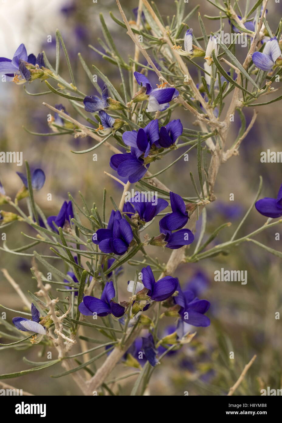 SCHOTT Dalea oder Indigo Bush, Psorothamnus Schottii in Blume im Anza-Borrego, die Sonoran Desert, Kalifornien. Stockfoto