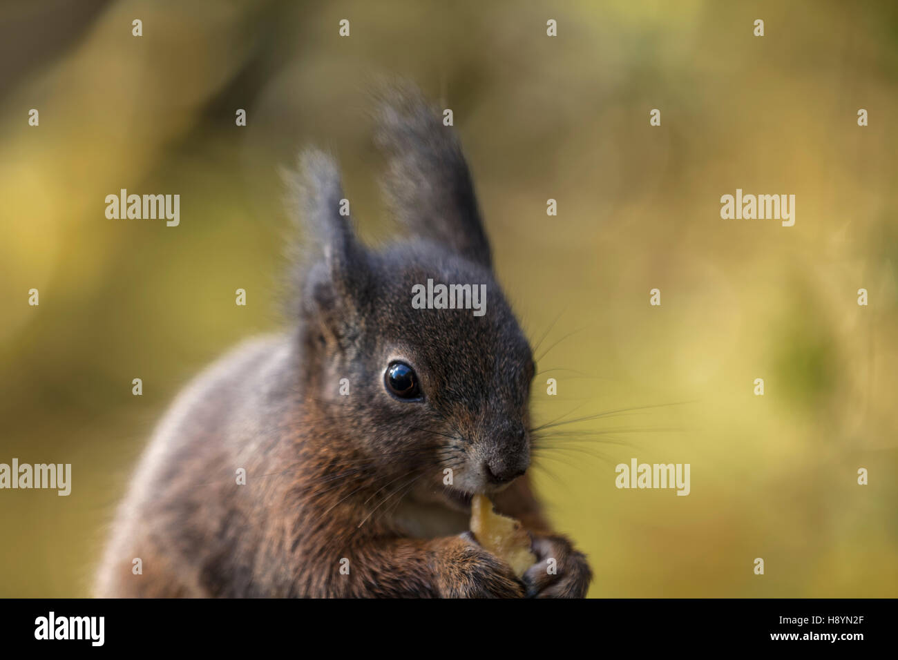 Blick auf ein Eichhörnchen mit der Nahrung in den Pfoten und eine isolierte aus Fokus Hintergrund Kopf Stockfoto