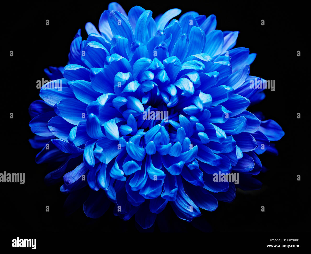 Blaue Dahlie auf schwarzem Hintergrund isoliert Stockfoto