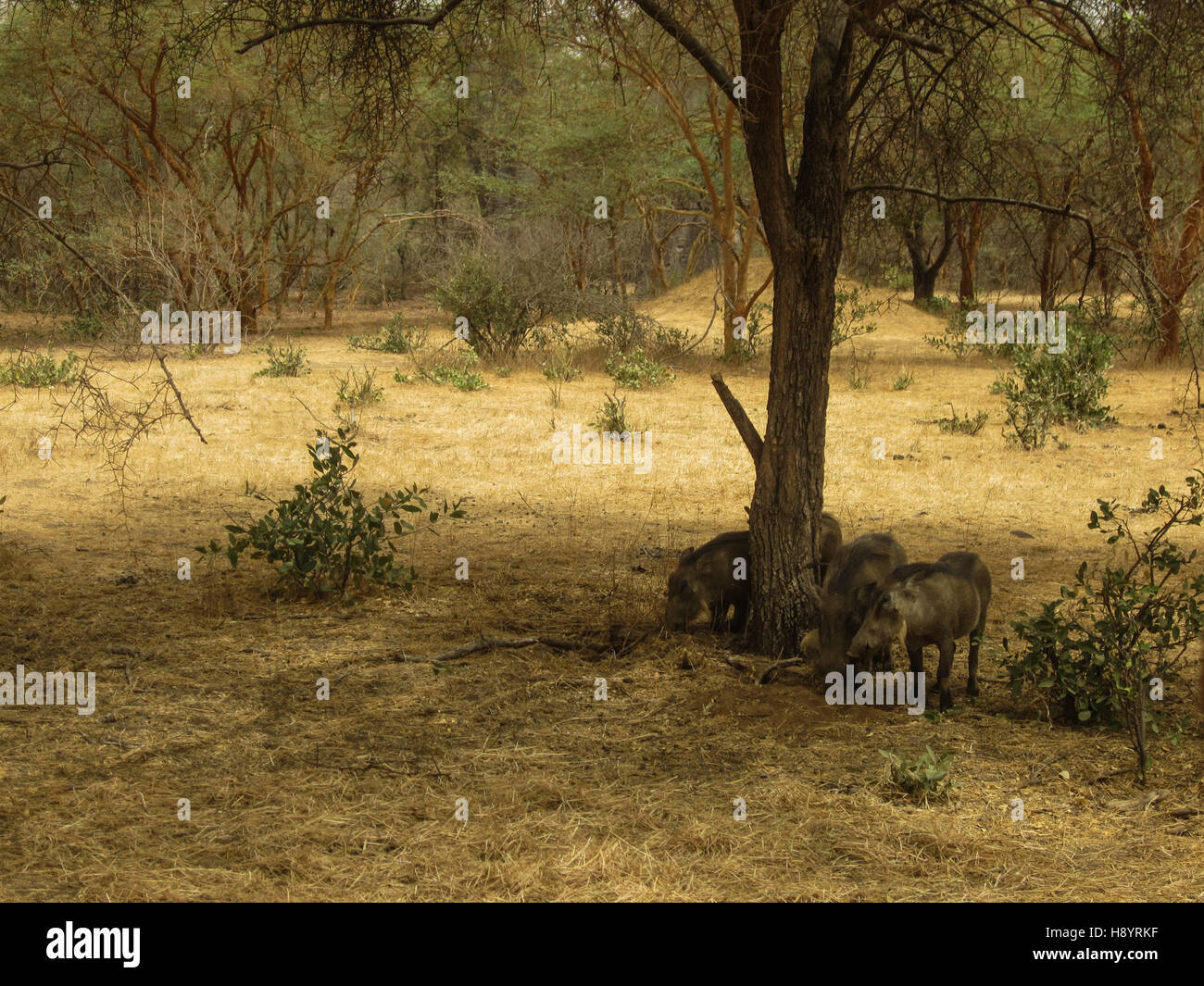 Wilde Schweine unter einem Baum Stockfoto