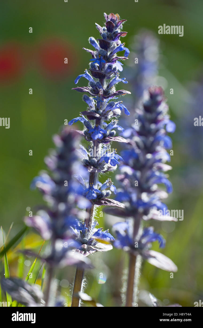 Signalhorn, Ajuga reptans Stockfoto
