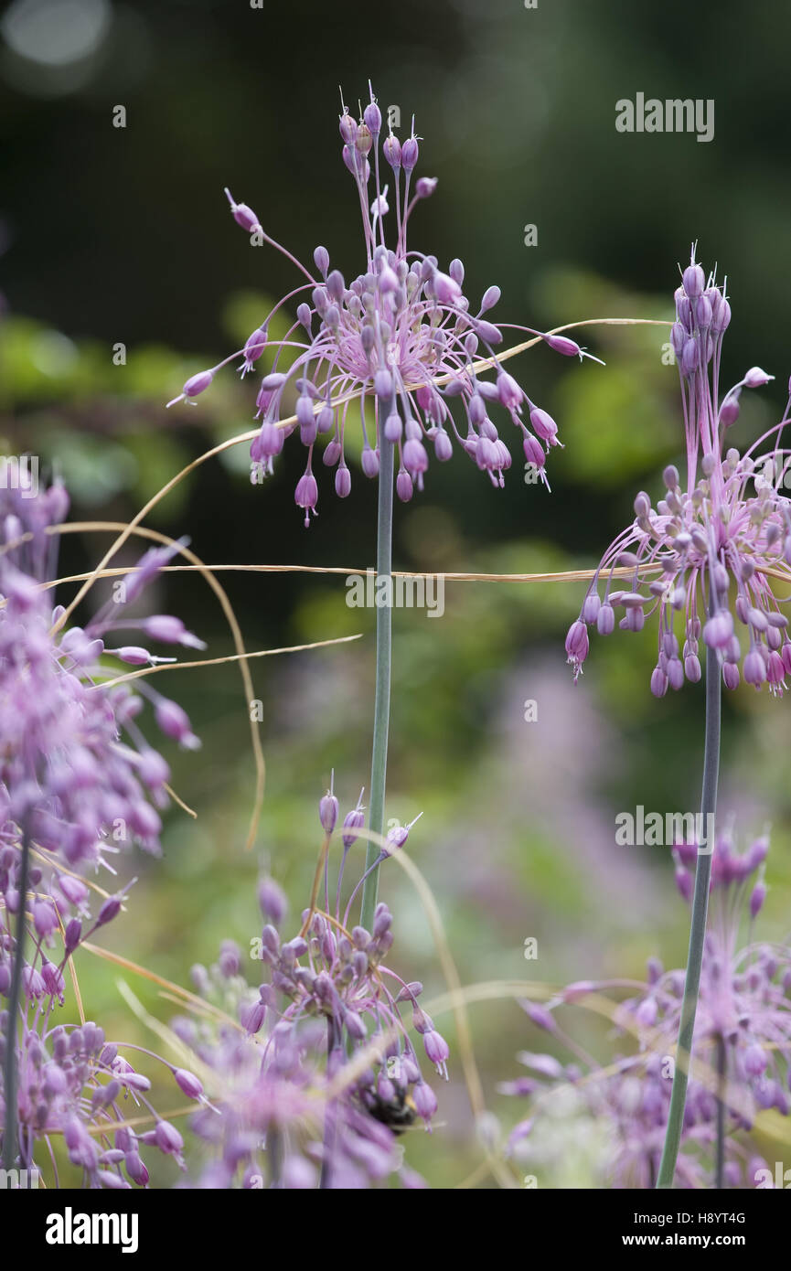 gekielte Knoblauch, Allium carinatum Stockfoto