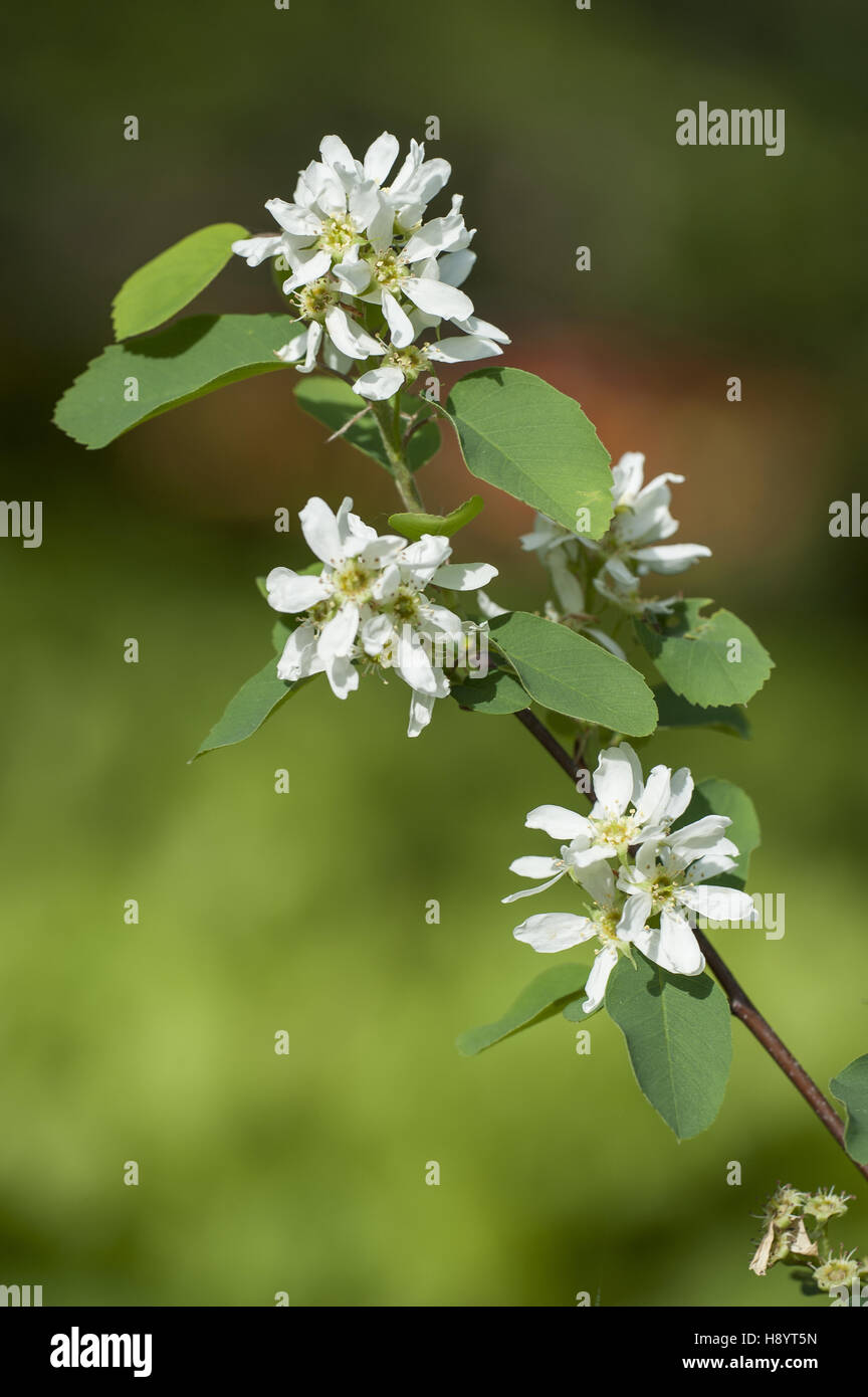 Erle-Blatt Shadbush, Amelanchier alnifolia Stockfoto