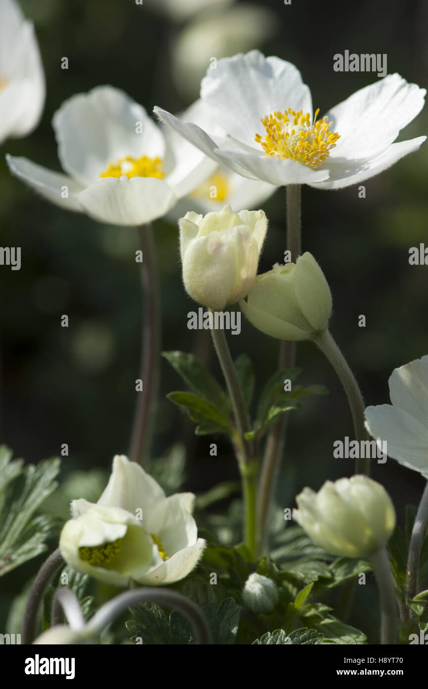 Schneeglöckchen Anemone, Anemone sylvestris Stockfoto