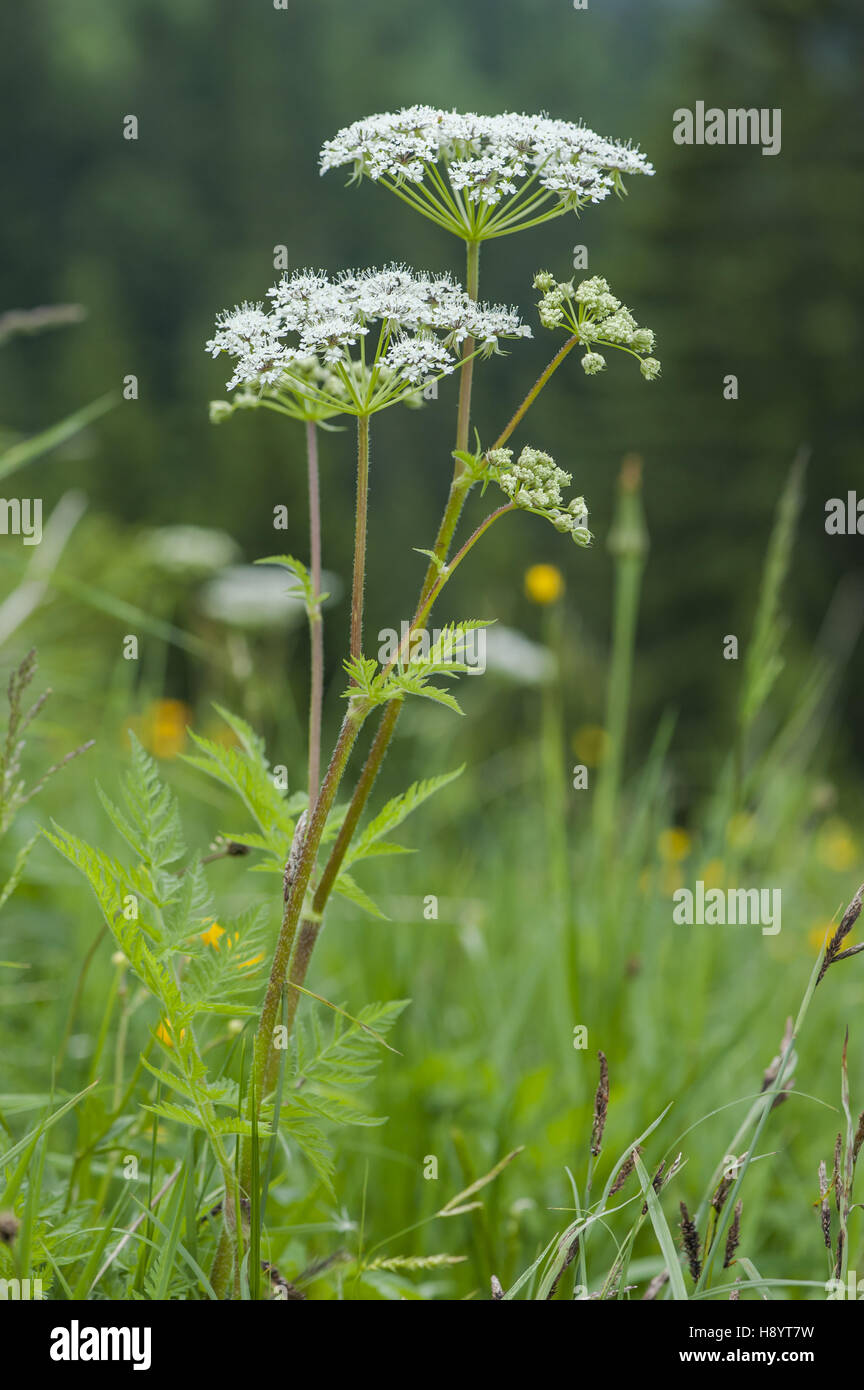 Kuh Petersilie, Anthriscus Sylvestris Subspecies sylvestris Stockfoto