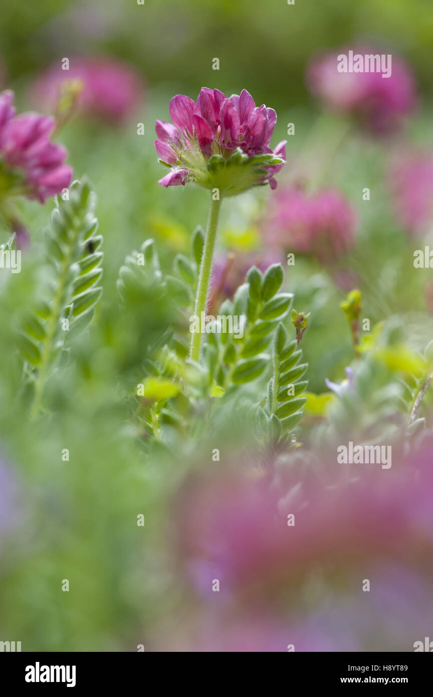 Berg Niere Wicke, Anthyllis montana Stockfoto
