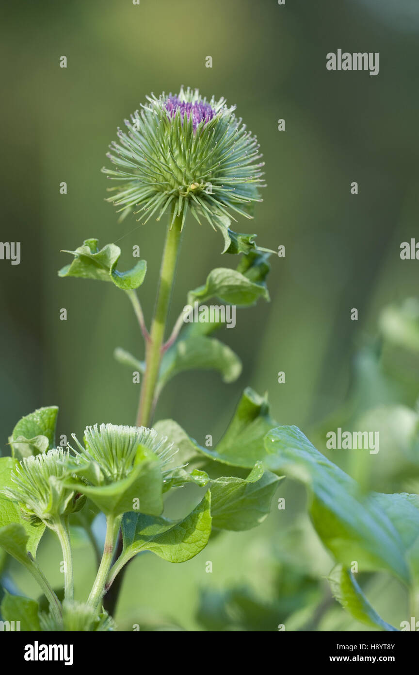 die große Klette, Arctium lappa Stockfoto