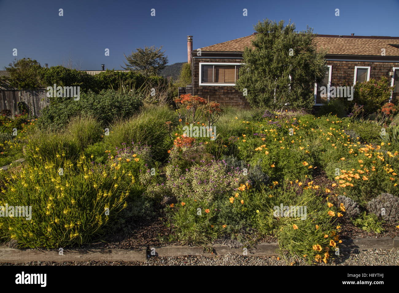 Garten im mediterranen Stil in Stinson Beach, Marin County, Kalifornien. Stockfoto